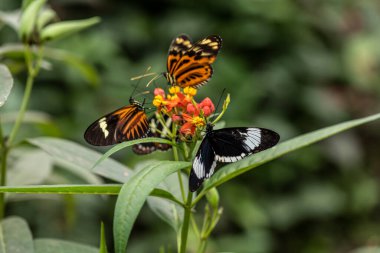 Hayat dolu çiçeklerin üzerinde alışılmadık parlak renkte güzel bir kelebek
