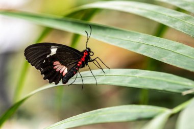 Hayat dolu çiçeklerin üzerinde alışılmadık parlak renkte güzel bir kelebek