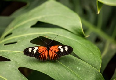 Hayat dolu çiçeklerin üzerinde alışılmadık parlak renkte güzel bir kelebek