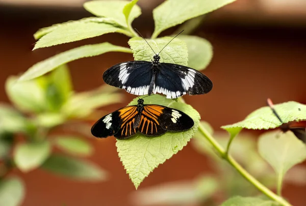 Красивий Метелик Незвичайного Яскравого Кольору Квітах Vivo — стокове фото