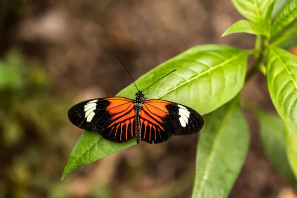 Beautiful Butterfly Unusual Bright Color Flowers Vivo — 스톡 사진