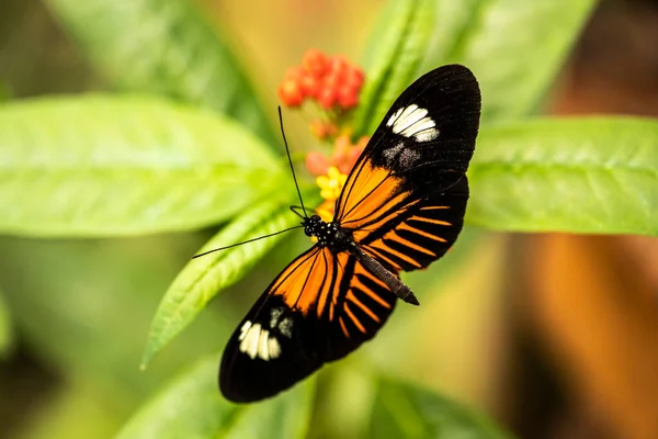 Beautiful Butterfly Unusual Bright Color Flowers Vivo — Stock Fotó