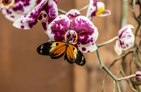 Beautiful Butterfly Unusual Bright Color Flowers Vivo — стоковое фото