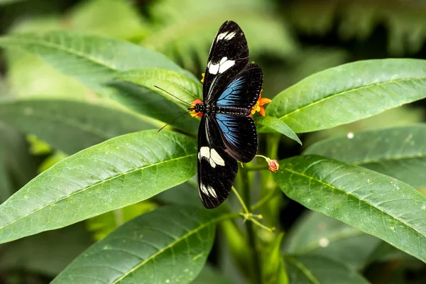 Hayat Dolu Çiçeklerin Üzerinde Alışılmadık Parlak Renkte Güzel Bir Kelebek — Stok fotoğraf