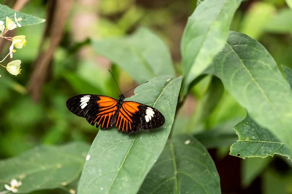 Beautiful Butterfly Unusual Bright Color Flowers Vivo — Stock Fotó