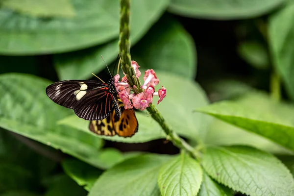 Красивий Метелик Незвичайного Яскравого Кольору Квітах Vivo — стокове фото