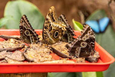 Yeşil çimenlerde büyük kanatları olan kahverengi kelebek.