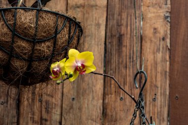 Yeşil çimenlerde büyük kanatları olan kahverengi kelebek.