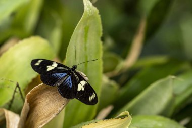 Hayat dolu çiçeklerin üzerinde alışılmadık parlak renkte güzel bir kelebek 
