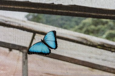 Hayat dolu çiçeklerin üzerinde alışılmadık parlak renkte güzel bir kelebek 