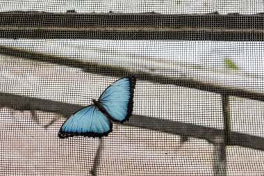 Hayat dolu çiçeklerin üzerinde alışılmadık parlak renkte güzel bir kelebek 