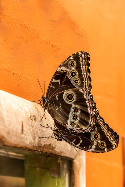 Коричневий Метелик Великими Крилами Зеленій Траві — стокове фото