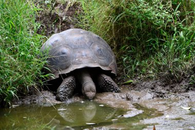 ancient giant tortoises in the equatorial jungle in the galapagos islands 