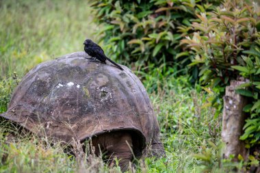 ancient giant tortoises in the equatorial jungle in the galapagos islands 