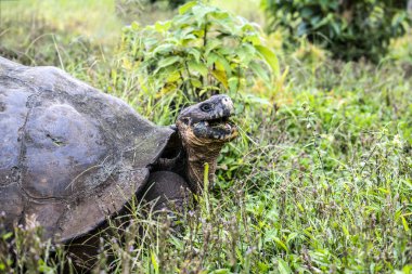 ancient giant tortoises in the equatorial jungle in the galapagos islands 