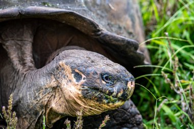 ancient giant tortoises in the equatorial jungle in the galapagos islands 