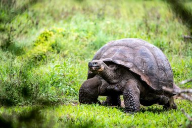 ancient giant tortoises in the equatorial jungle in the galapagos islands 