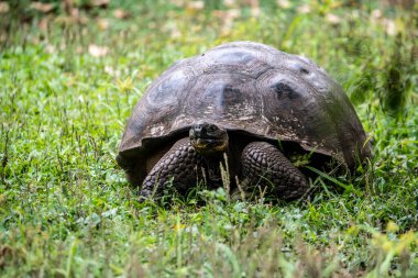 ancient giant tortoises in the equatorial jungle in the galapagos islands 