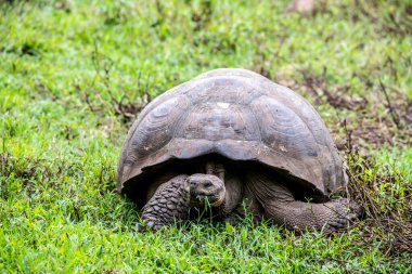 ancient giant tortoises in the equatorial jungle in the galapagos islands 