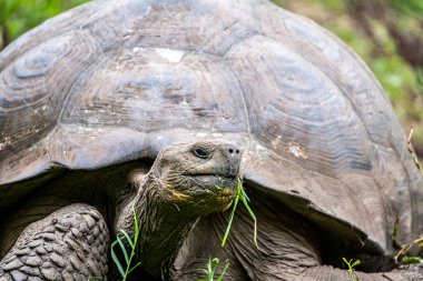 ancient giant tortoises in the equatorial jungle in the galapagos islands 
