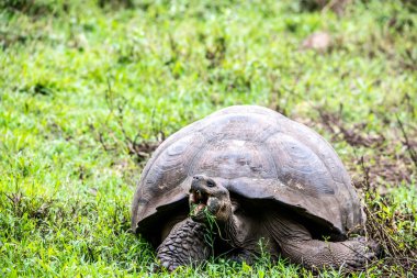 ancient giant tortoises in the equatorial jungle in the galapagos islands 