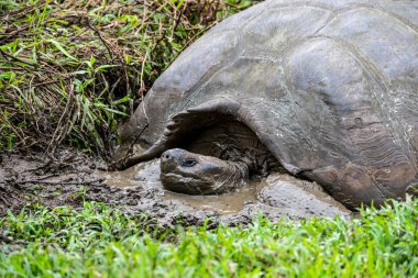 ancient giant tortoises in the equatorial jungle in the galapagos islands 