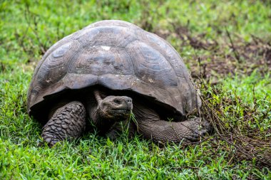 ancient giant tortoises in the equatorial jungle in the galapagos islands 