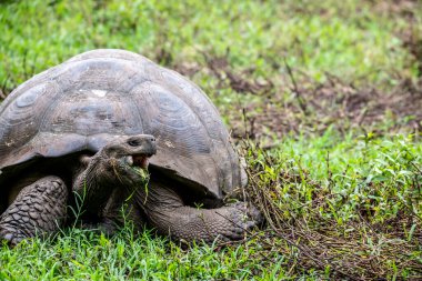 ancient giant tortoises in the equatorial jungle in the galapagos islands 