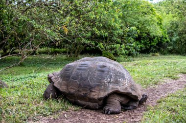 ancient giant tortoises in the equatorial jungle in the galapagos islands 
