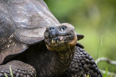 ancient giant tortoises in the equatorial jungle in the galapagos islands 