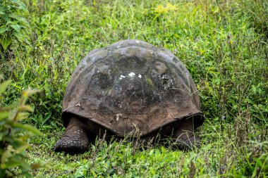 ancient giant tortoises in the equatorial jungle in the galapagos islands 