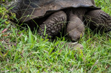 ancient giant tortoises in the equatorial jungle in the galapagos islands 