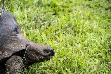 ancient giant tortoises in the equatorial jungle in the galapagos islands 