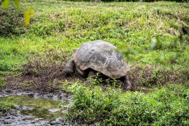 ancient giant tortoises in the equatorial jungle in the galapagos islands 