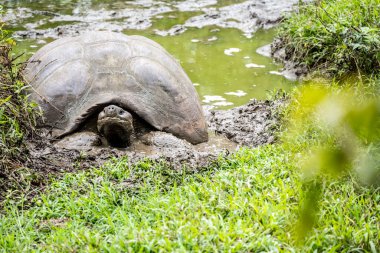 ancient giant tortoises in the equatorial jungle in the galapagos islands 