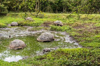 ancient giant tortoises in the equatorial jungle in the galapagos islands 