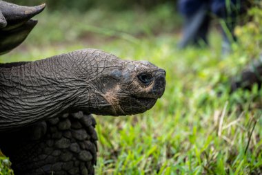 ancient giant tortoises in the equatorial jungle in the galapagos islands 