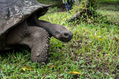 ancient giant tortoises in the equatorial jungle in the galapagos islands 
