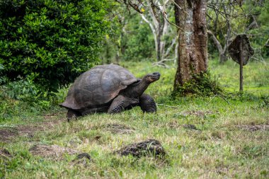 ancient giant tortoises in the equatorial jungle in the galapagos islands 