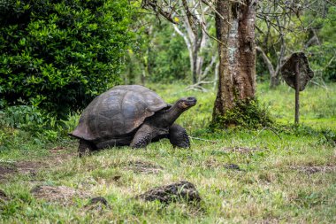 ancient giant tortoises in the equatorial jungle in the galapagos islands 