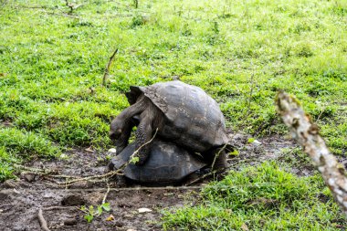 ancient giant tortoises in the equatorial jungle in the galapagos islands 