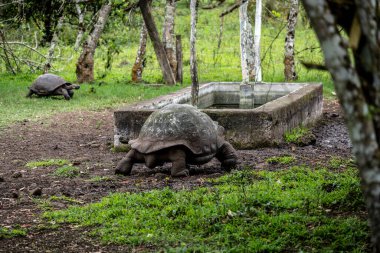 ancient giant tortoises in the equatorial jungle in the galapagos islands 