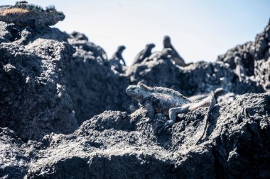 ancient marine iguanas on the black volcanic rocks of the galapagos islands