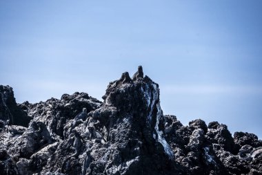 ancient marine iguanas on the black volcanic rocks of the galapagos islands