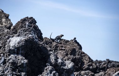 ancient marine iguanas on the black volcanic rocks of the galapagos islands