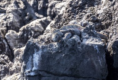 ancient marine iguanas on the black volcanic rocks of the galapagos islands