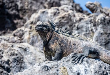 ancient marine iguanas on the black volcanic rocks of the galapagos islands