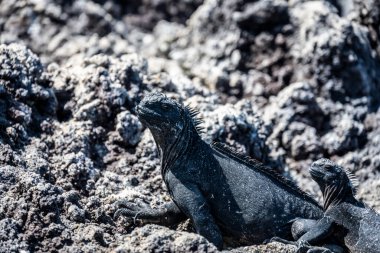 ancient marine iguanas on the black volcanic rocks of the galapagos islands