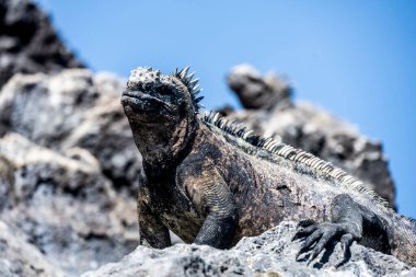 ancient marine iguanas on the black volcanic rocks of the galapagos islands