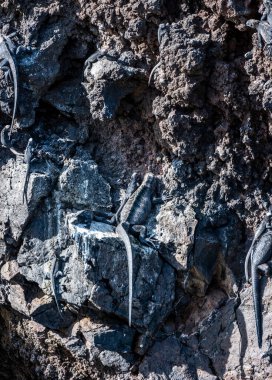 ancient marine iguanas on the black volcanic rocks of the galapagos islands